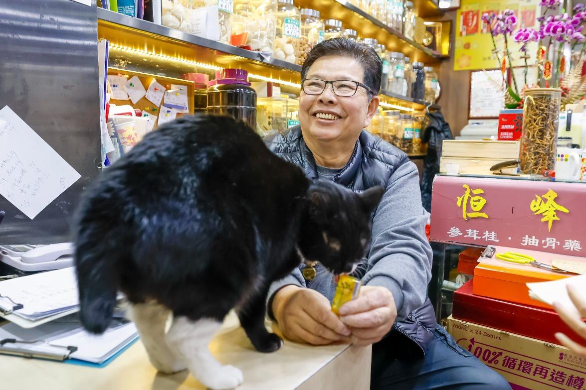 恆峰參藥行貓店長「白朮」,展覽的9位貓店長之一。(圖片來源:港鐵)