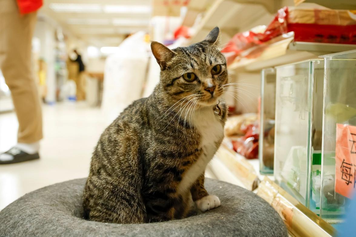 協和藥業有限公司貓店長「甘草」,展覽的9位貓店長之一。(圖片來源:港鐵)