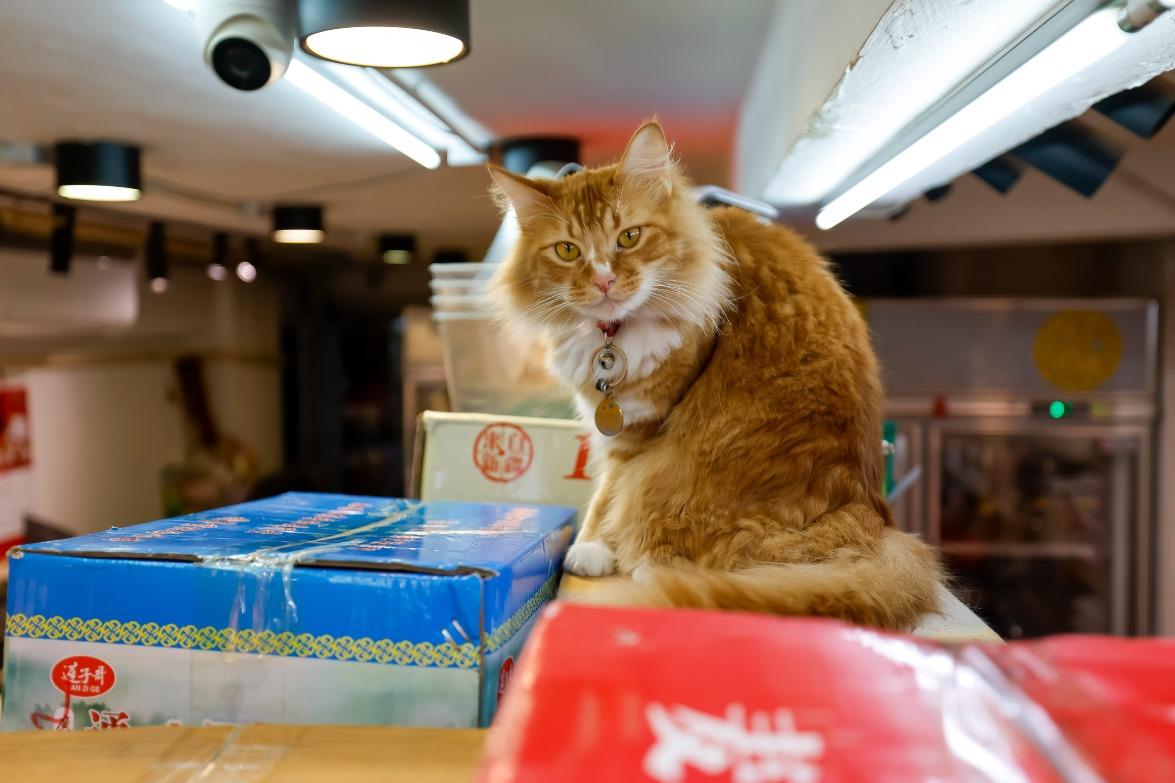 桂南行貓店長「發發」,展覽的9位貓店長之一。(圖片來源:港鐵)