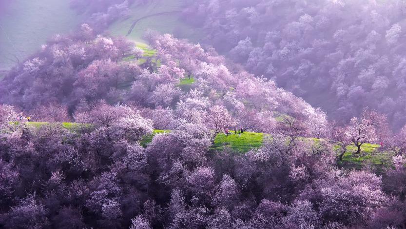 新疆伊犁,因美麗獨特的杏花景致,曾入選國家地理「人生中不得不去的100個地方」之一。(圖片來源:視覺中國)