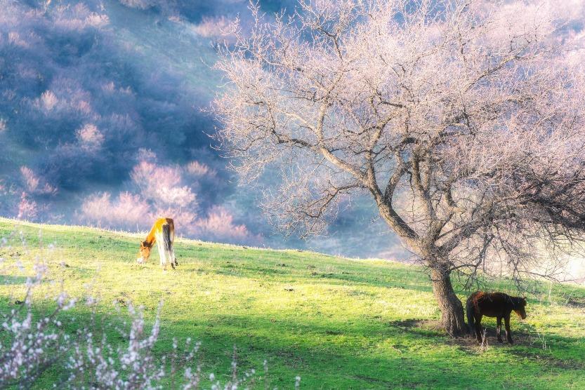 杏花盛開的時候,杏花溝漫山遍野都是粉色、白色、紫色的花海,與碧綠的草原構成絕佳景致。(圖片來源:視覺中國)