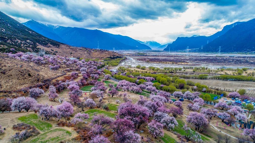 每年3月至4月的林芝桃花節是西藏一年一度的旅遊盛事,漫山遍野的粉色桃花海,讓遊客有機會看到不一樣的景色。(圖片來源:視覺中國)