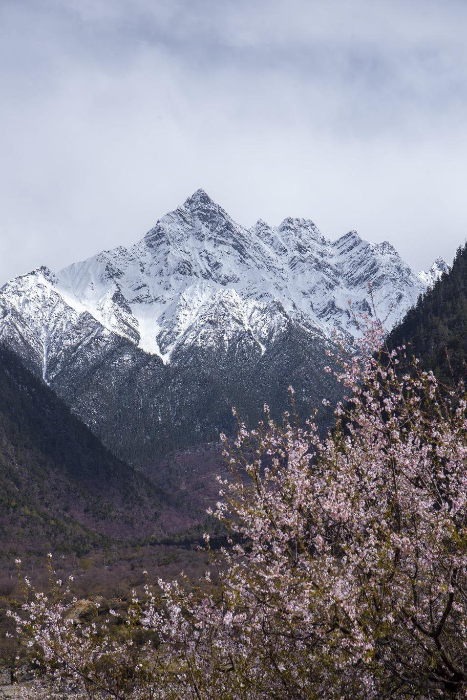 林芝桃花的花期大約一個月左右,最著名的賞花景點有索松村、波密桃花溝、嘎拉桃花村。(圖片來源:Getty)
