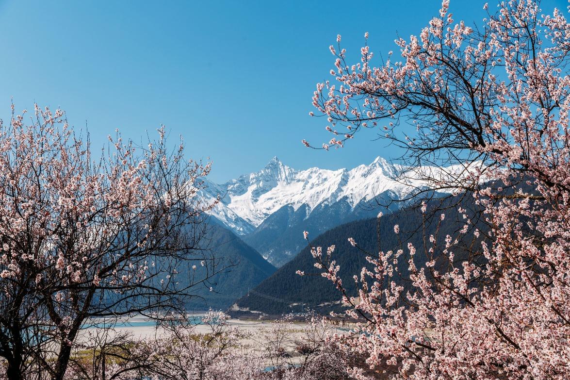 在西藏林芝,灼灼桃花與皚皚雪山相映,宛如置身風光旖旎的「雪域江南」。(圖片來源:Shutterstock)