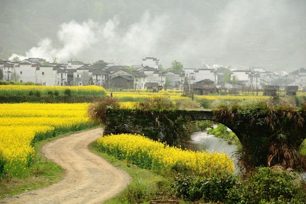 在江西婺源,黃燦燦的油菜花海與白牆灰瓦的徽派建築相互輝映,薄霧環繞,猶如人間仙境。(圖片來源:Shutterstock)