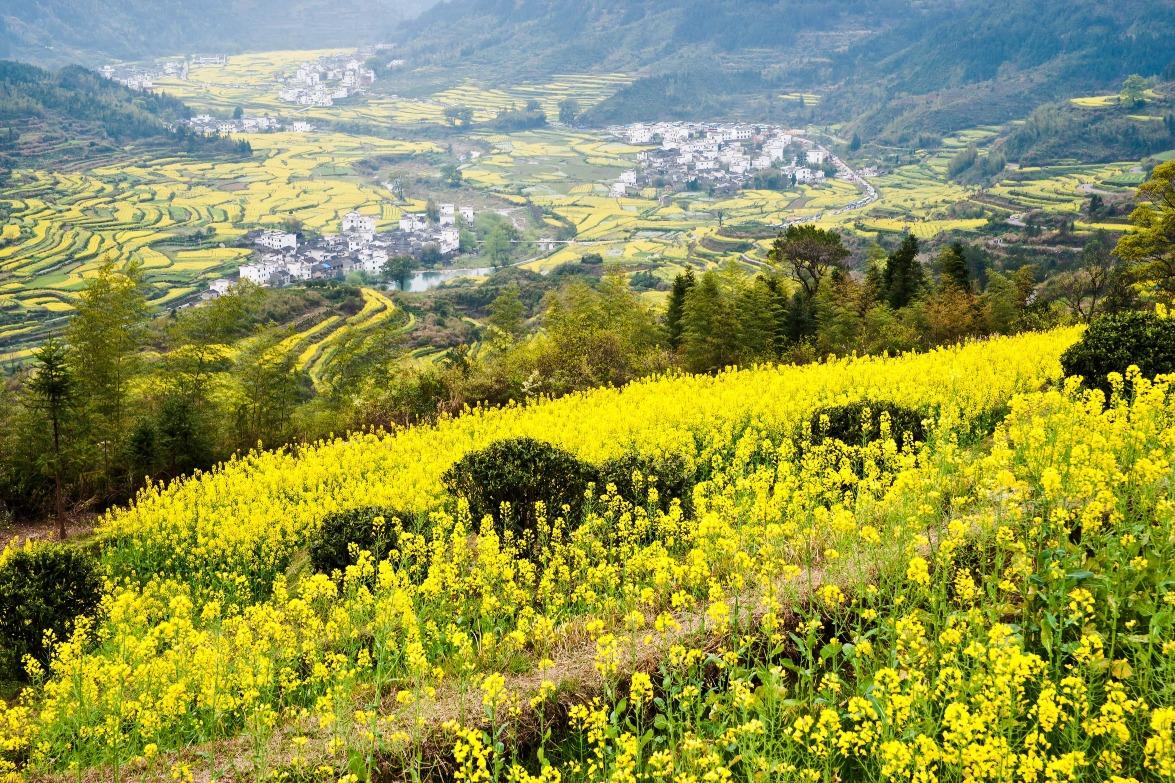 篁嶺和江嶺是婺源兩大觀賞油菜花的最佳好去處,宛如走進真實的油畫世界。(圖片來源:Shutterstock)