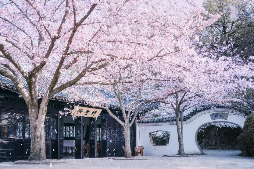 黿頭渚位於太湖之濱,擁有許多典雅的江南園林景致,當櫻花綻放的時候,滿樹爛漫,落櫻飛舞,美不勝收。(圖片來源:視覺中國)