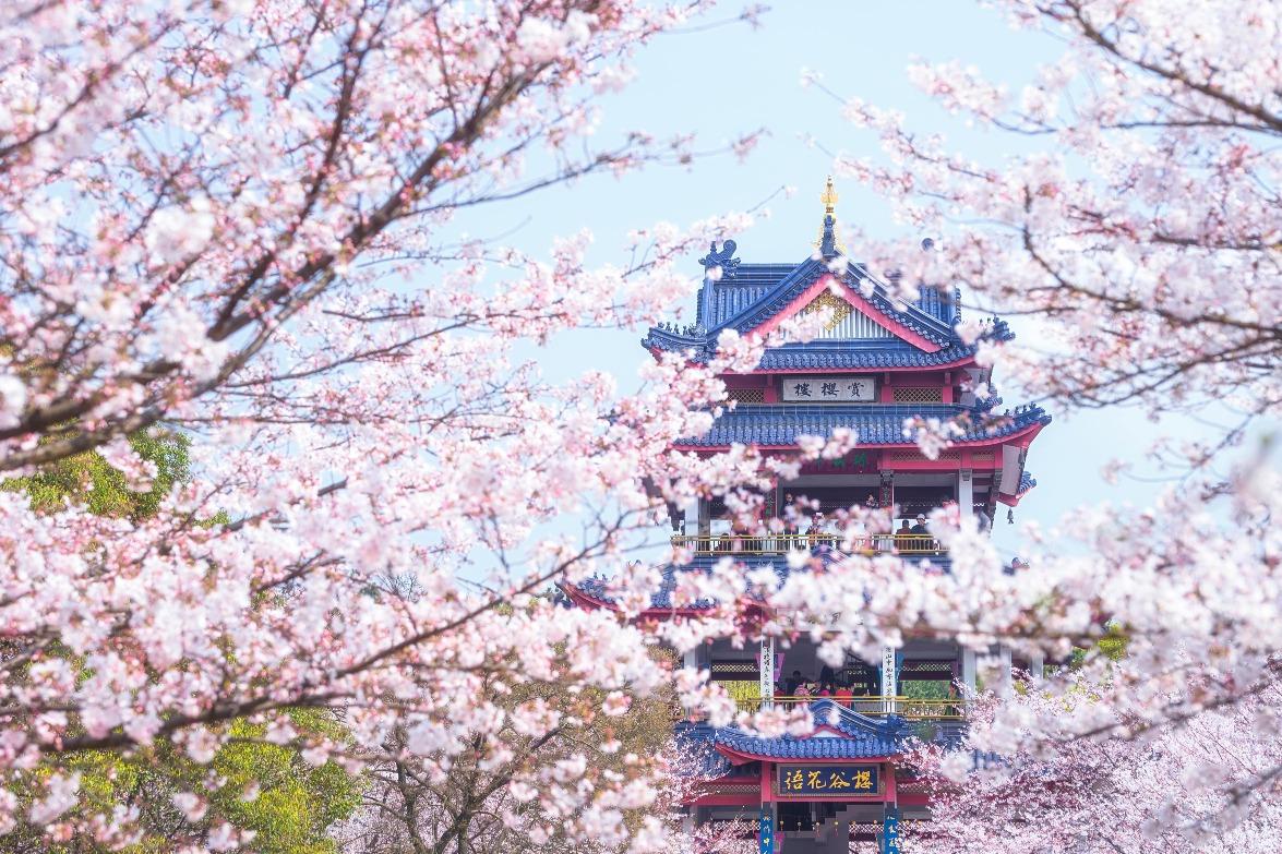 黿頭渚種植了近3萬棵櫻花樹,共有100個品種,是中國規模最大、品種最全的櫻花種植基地。(圖片來源:視覺中國)