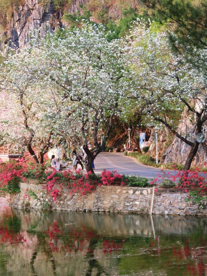 七星岩的堤岸風景優美,隨手都能拍到浪漫花景。(圖片來源:942137359@小紅書)