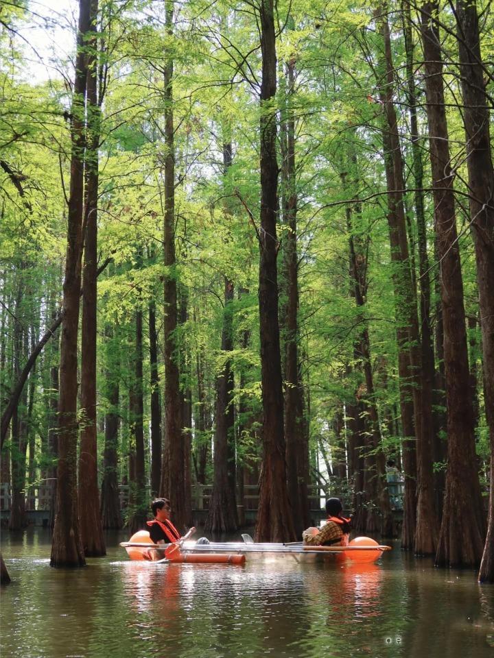 七星岩還有能划小舟,欣賞湖上落羽杉的盛景。(圖片來源:942137359@小紅書)