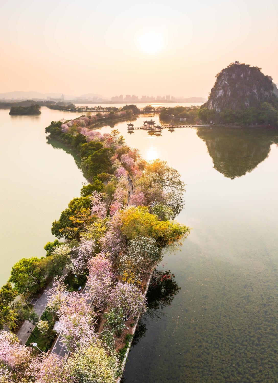 水月東堤長約970米,是青蓮湖與里湖的分界線。這裏每年宮粉紫荊花盛放,形成了仙景般的長廊。今年繁花盛景還上了央視新聞的《春天裏的中國》,備受推崇。(圖片來源:視覺中國)
