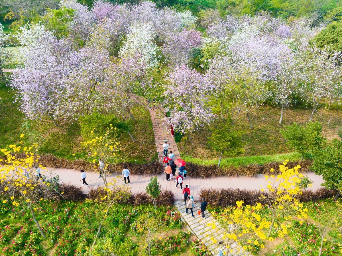西樵山上著有「三園一廊」,其中「三園」有「桃花園」、「桂花園」和「山茶花園」,「一廊」指「十里杜鵑長廊」,每年2月開始繁花盛放,行山路線進入不同的大自然花園。(圖片來源:視覺中國)