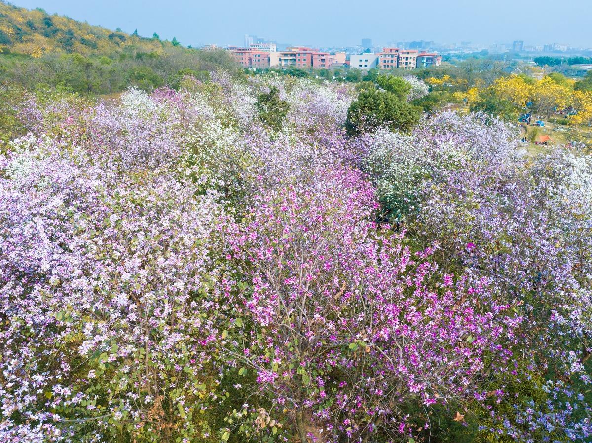 西樵山,原本的名字叫錦石山,那是因為山上的峰石燦爛如錦而得名。樵,是砍柴的意思。古時候,廣州人到東面的羅浮山砍柴,稱羅浮山「東樵」;往西面的錦石山去砍柴,就把錦石山叫作「西樵」了。(圖片來源:視覺中國)