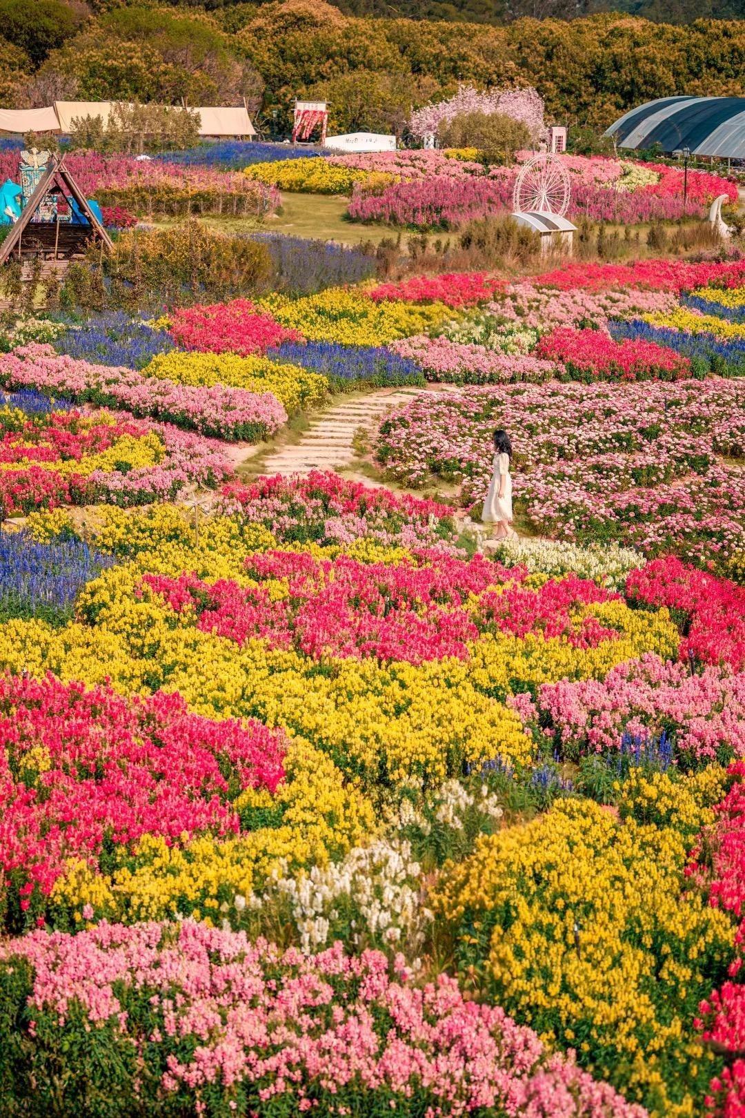 香遇百花園內有櫻花園、牧歌花園、彩鴿迎春等十大主題園區,一年四季都能欣賞到不同花卉。(圖片來源:793400624@小紅書)