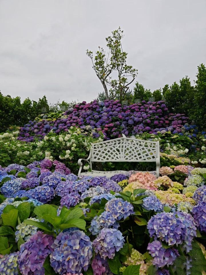 香遇百花園總面積達500畝,主打自然主義風莫奈油畫花海,四季都有不同的造景,非常值得遊覽。(圖片來源:711277496@小紅書)