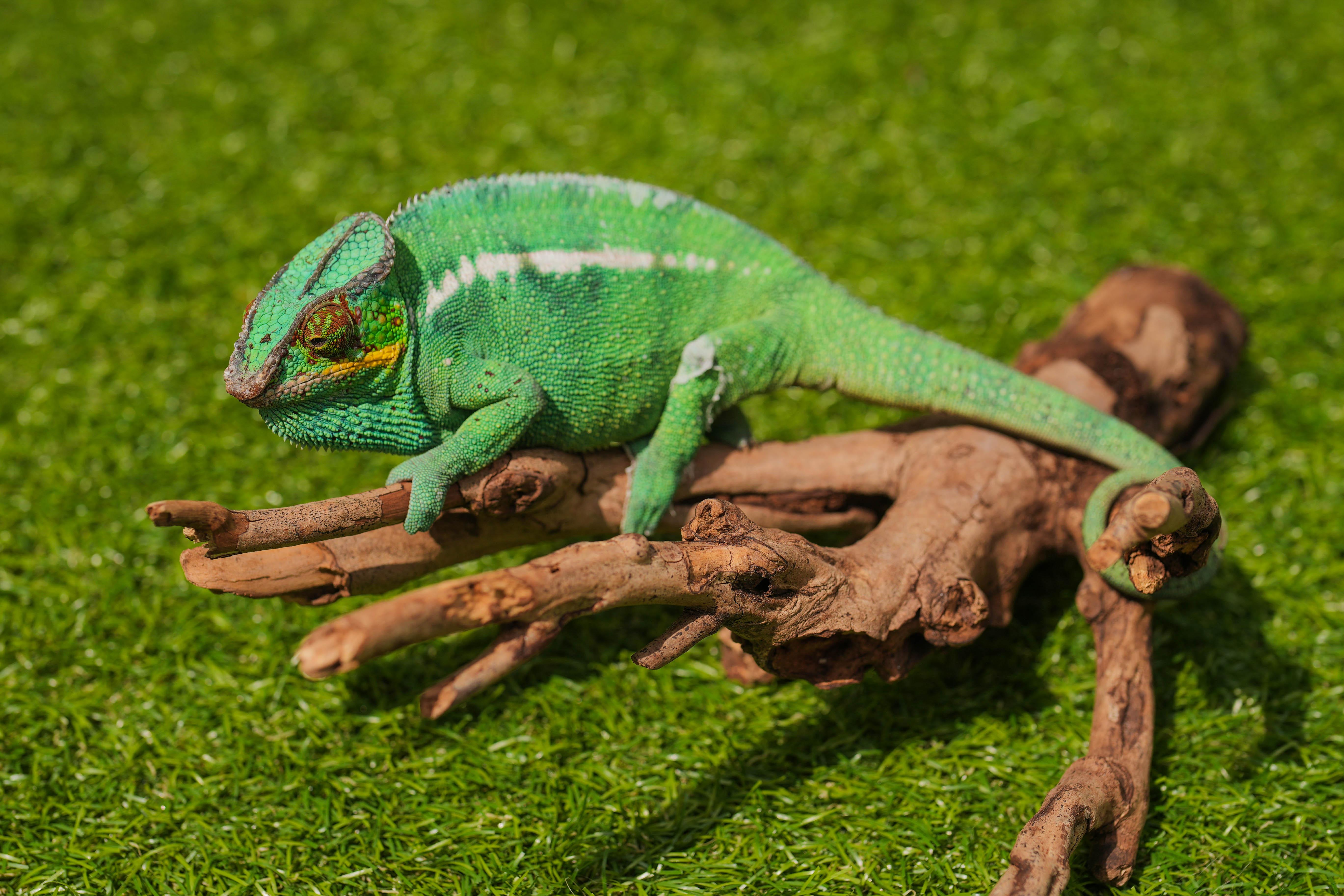 訪客可於「異寵GO生態館」觀賞七彩變色龍。
