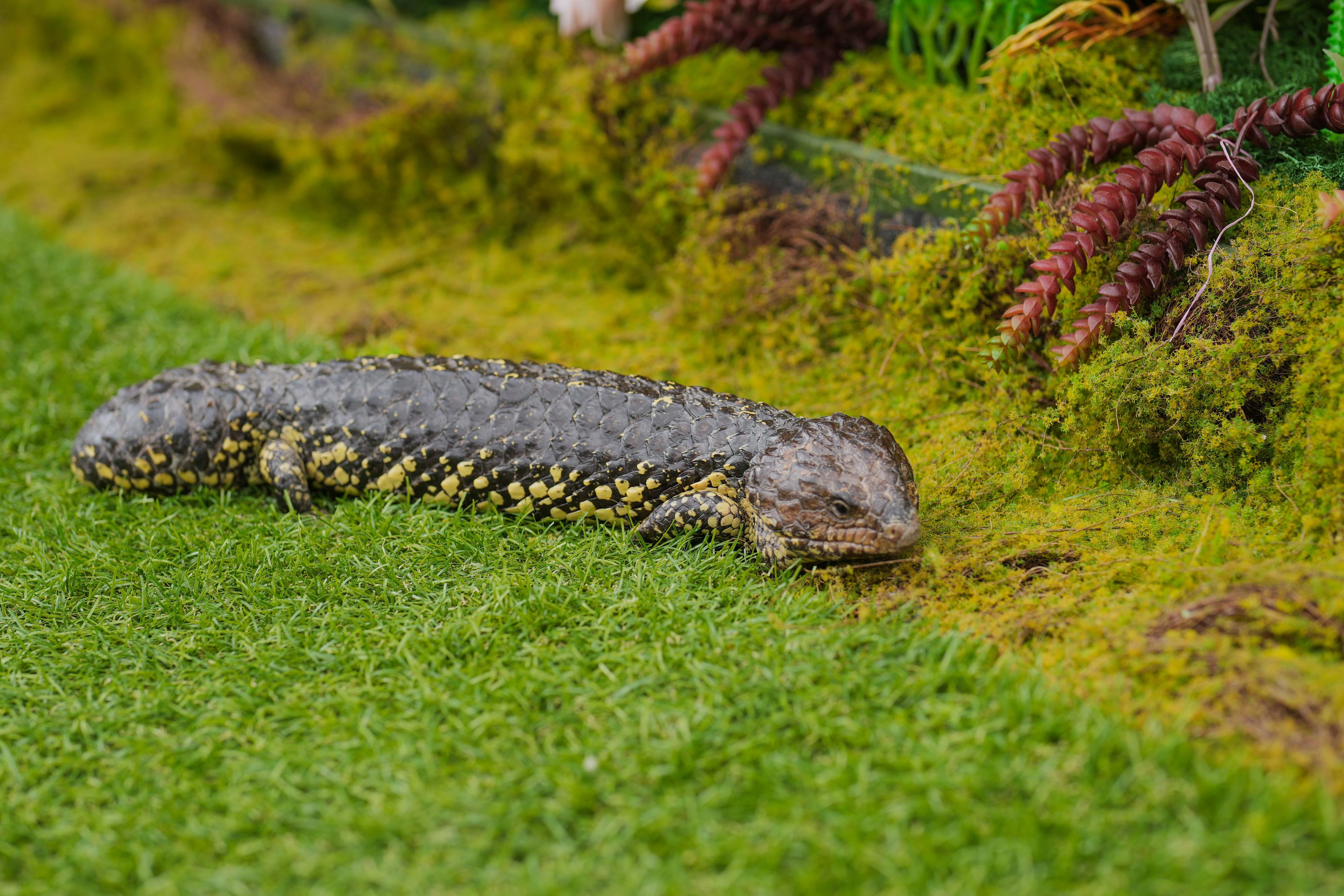 訪客可於「異寵GO生態館」觀賞松果尾石龍子。