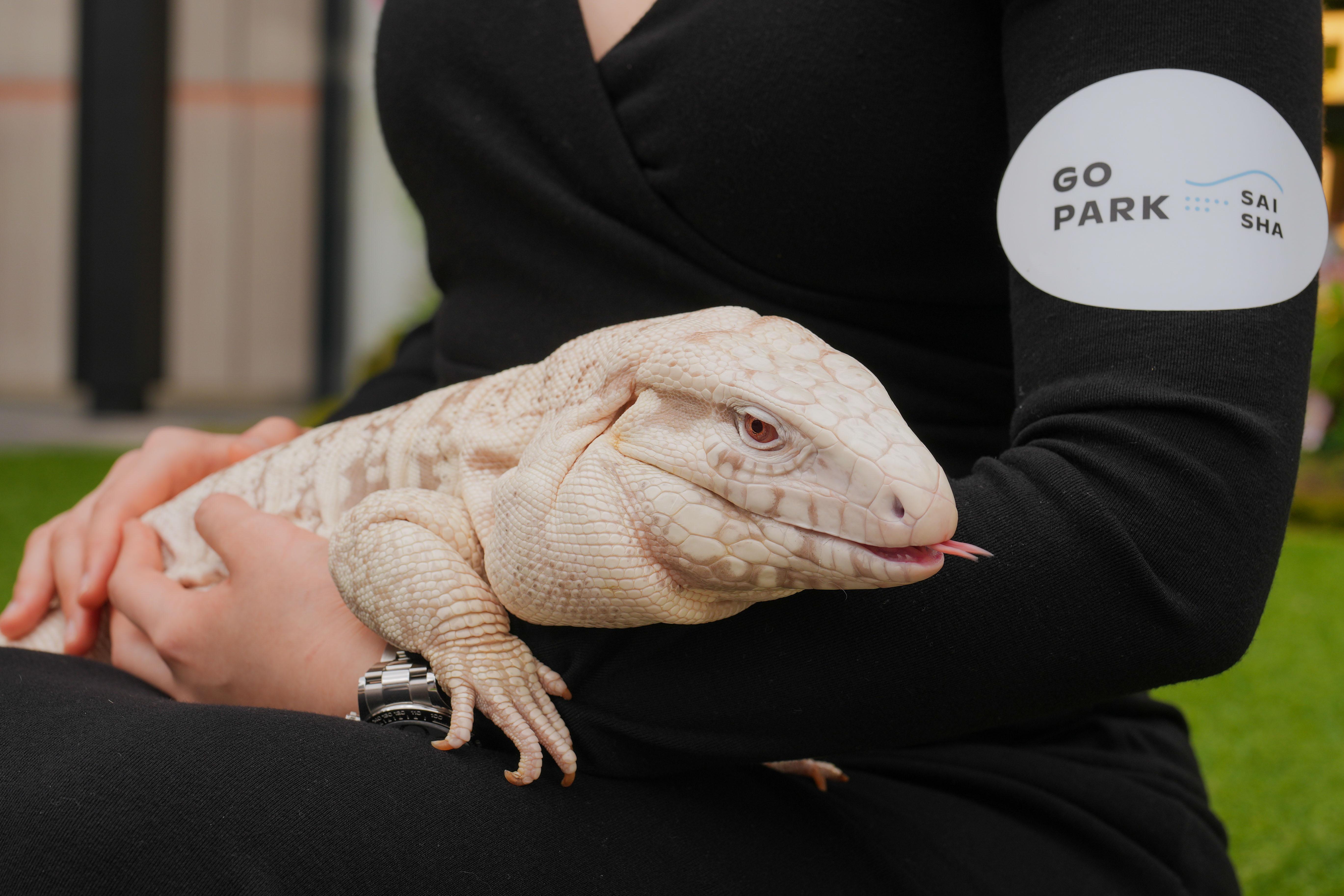 訪客可於「異寵GO生態館」觀賞白化藍泰加蜥。