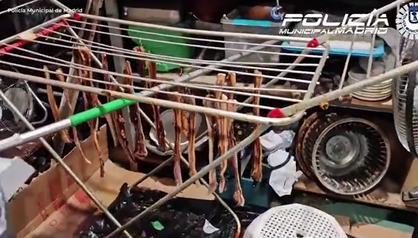 西班牙一間中餐館捉野鴿當作烤鴨,警方突擊搜查發現衛生惡劣。(互聯網)