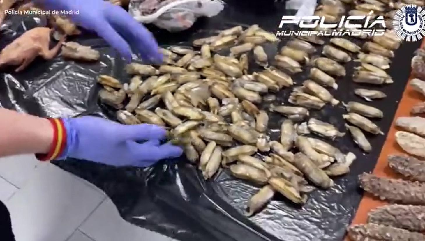 西班牙一間中餐館捉野鴿當作烤鴨