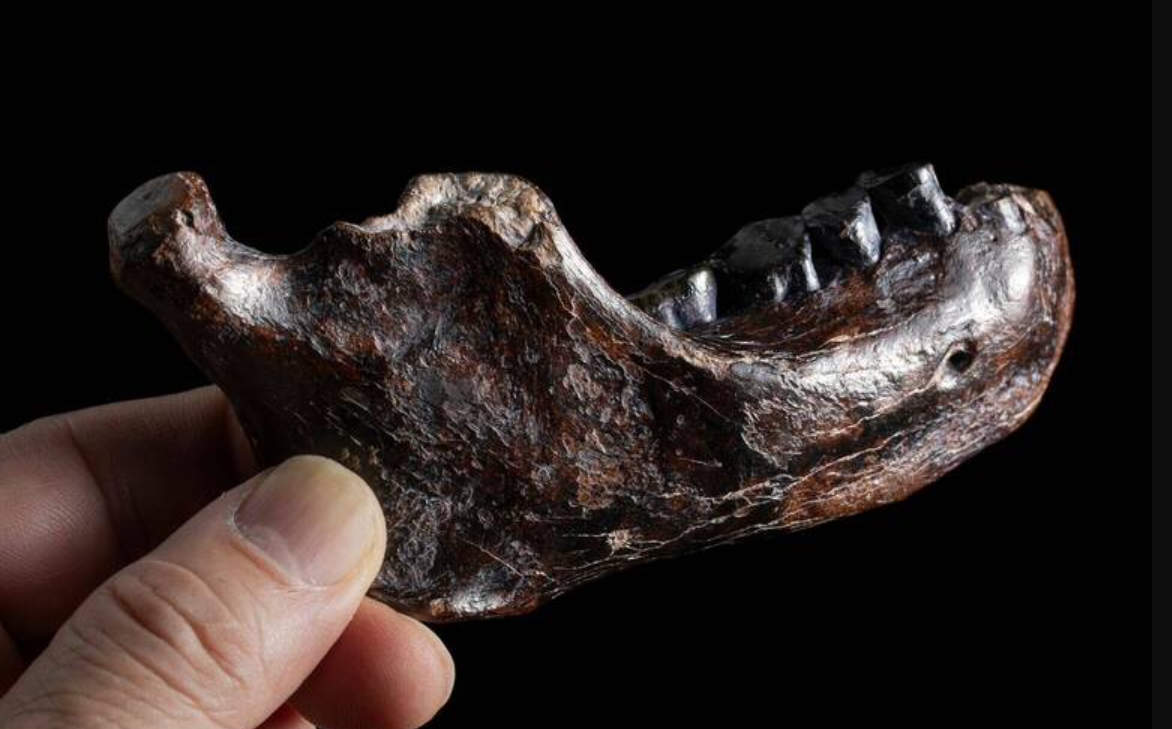 台灣最古老人類化石「澎湖原人」身分解密