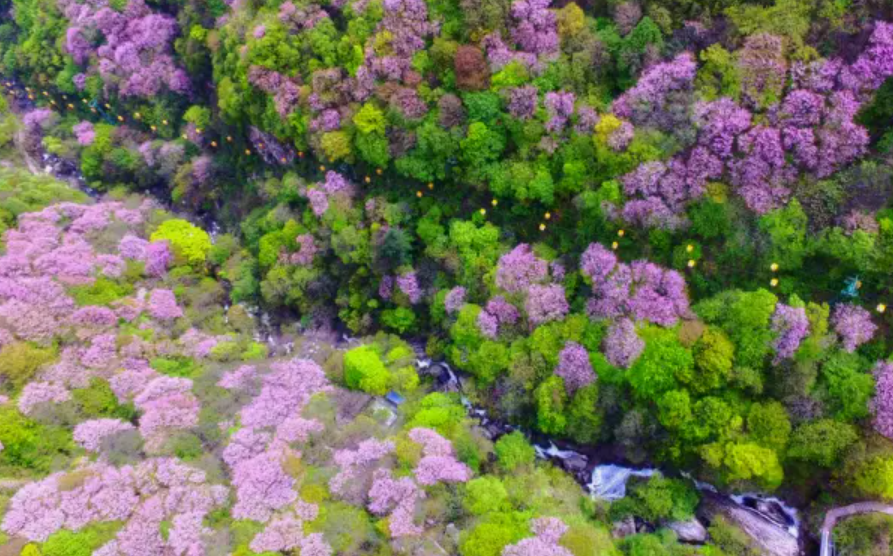 因應森林火險紅色預警,鄠邑秦嶺山區所有峪口禁止上山,至最近解封正值紫荊盛開,不少網民在社交平台分享西寺溝的美照和徒步攻略。