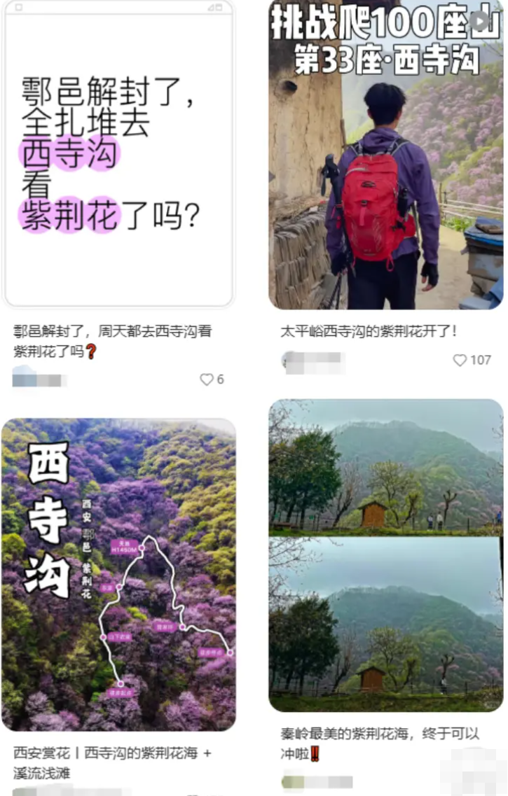因應森林火險紅色預警,鄠邑秦嶺山區所有峪口禁止上山,至最近解封正值紫荊盛開,不少網民在社交平台分享西寺溝的美照和徒步攻略。