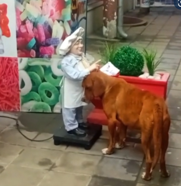 塞爾維亞一隻流浪狗因為向街頭機械公仔主動「討摸」,疑似是想體驗被人類寵愛的感覺(影片截圖)