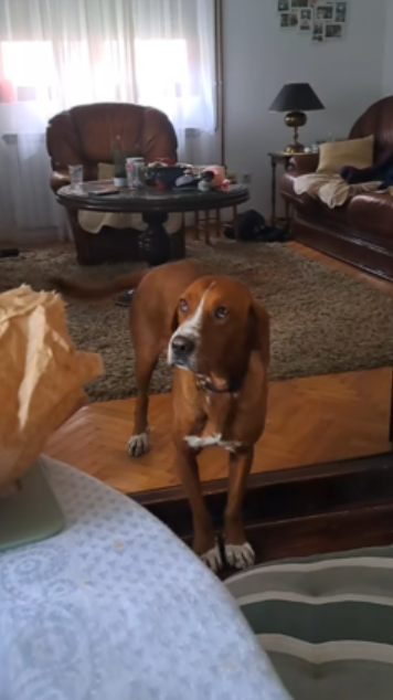 動物保護者Nina Savić深受影片所觸動,跨越320公里專程前往現場收養這隻狗,命名為Hogar,其性格相當親人。(網上圖片)