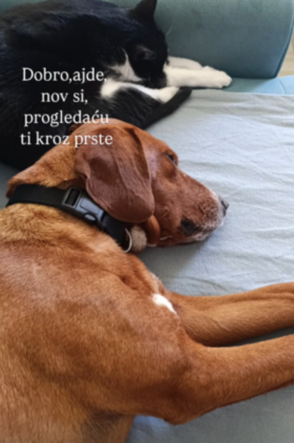 動物保護者Nina Savić深受影片所觸動,跨越320公里專程前往現場收養這隻狗,命名為Hogar,其性格相當親人。(網上圖片)