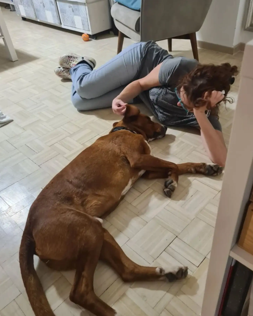 動物保護者Nina Savić深受影片所觸動,跨越320公里專程前往現場收養這隻狗,命名為Hogar,其性格相當親人。(網上圖片)