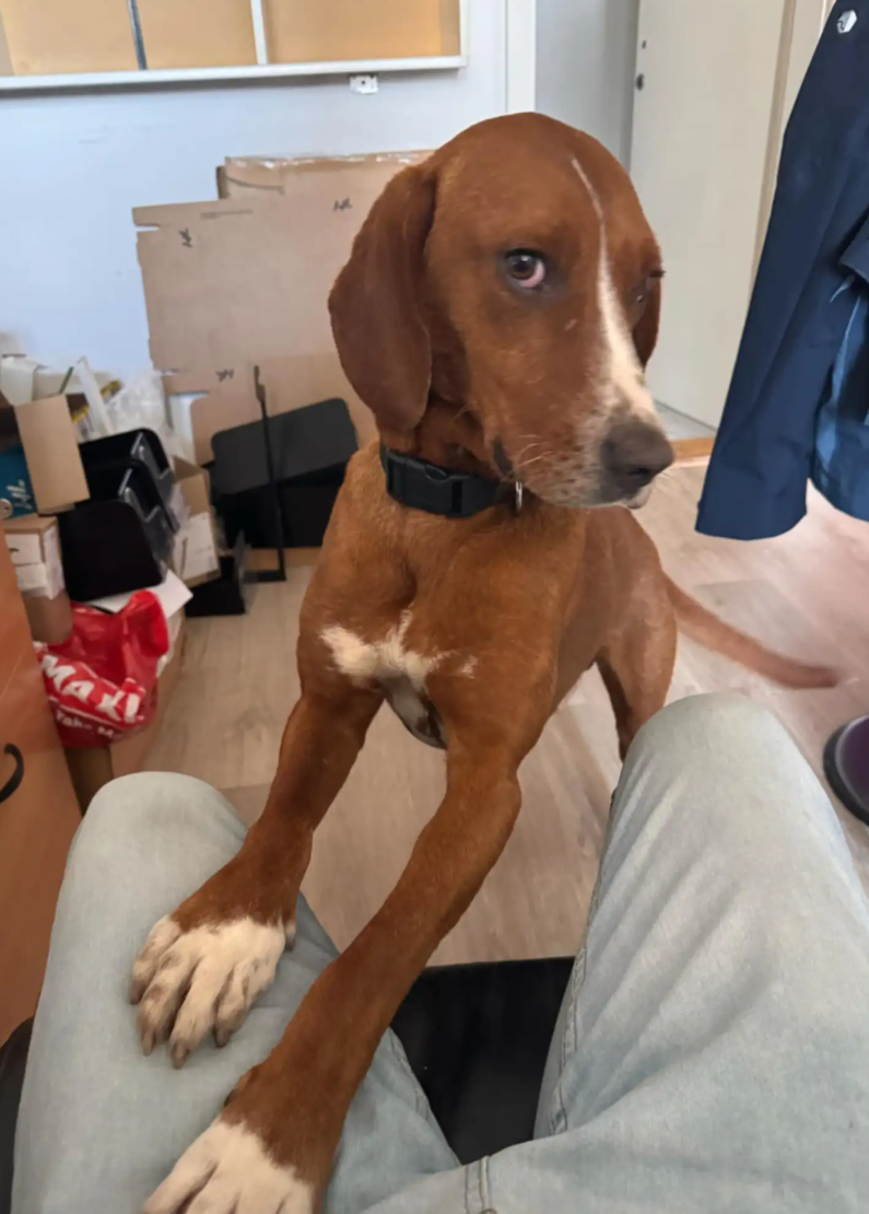 動物保護者Nina Savić深受影片所觸動,跨越320公里專程前往現場收養這隻狗,命名為Hogar,其性格相當親人。(網上圖片)