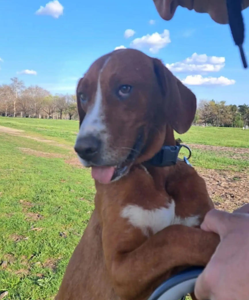 動物保護者Nina Savić深受影片所觸動,跨越320公里專程前往現場收養這隻狗,命名為Hogar,其性格相當親人。(網上圖片)