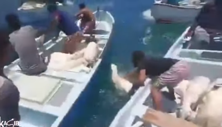 也門南部港口城市亞丁外海一艘由非洲索馬里出發運送逾2000羊隻的貨船擱淺傾覆,片段可見大批羊隻於海面掙扎,有羊隻發出叫聲,多隻漁船上的漁民奮力將羊隻救回船上。