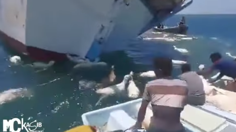 也門南部港口城市亞丁外海一艘由非洲索馬里出發運送逾2000羊隻的貨船擱淺傾覆,片段可見大批羊隻於海面掙扎,有羊隻發出叫聲,多隻漁船上的漁民奮力將羊隻救回船上。