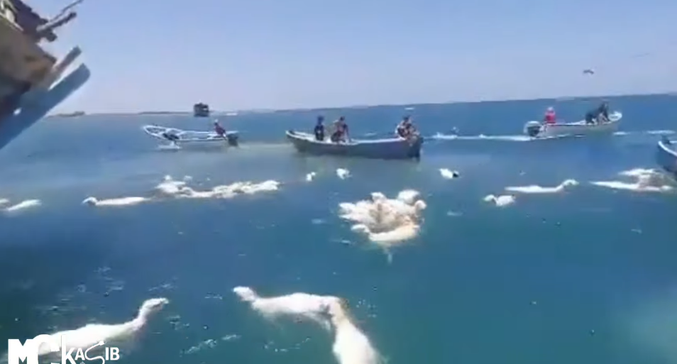 也門南部港口城市亞丁外海一艘由非洲索馬里出發運送逾2000羊隻的貨船擱淺傾覆,片段可見大批羊隻於海面掙扎,有羊隻發出叫聲,多隻漁船上的漁民奮力將羊隻救回船上。