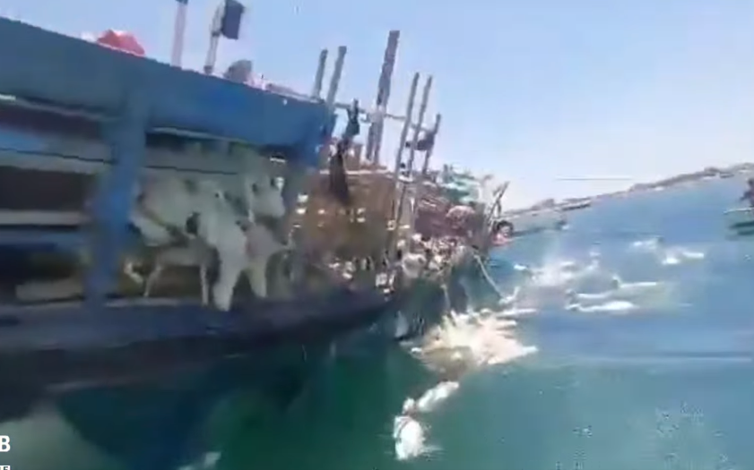 也門南部港口城市亞丁外海一艘由非洲索馬里出發運送逾2000羊隻的貨船擱淺傾覆,片段可見大批羊隻於海面掙扎,有羊隻發出叫聲,多隻漁船上的漁民奮力將羊隻救回船上。