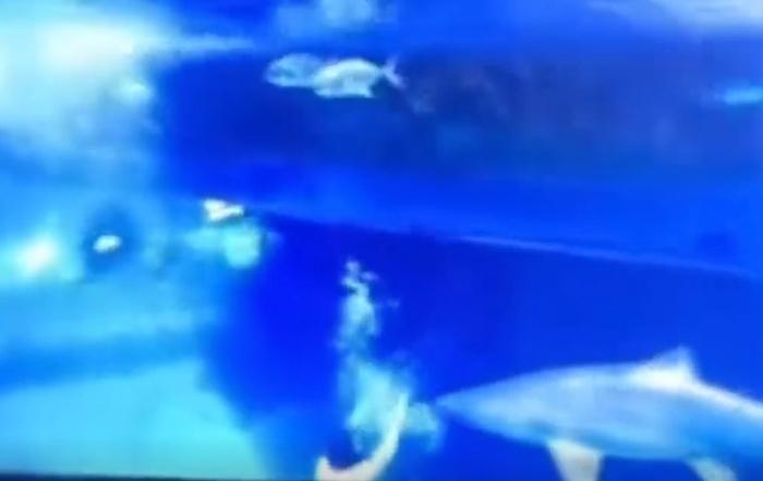 李女士做完訓練動作後上浮時,突然遭一條鯊魚咬。(微博)