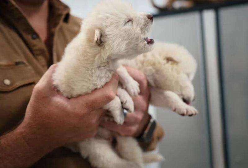 成功誕生的頭兩隻雄性恐狼,分別命名為「Romulus」和「Remus」。(X)