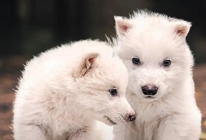 3隻幼體目前生活在一處超過2,000英畝、設有嚴密安保措施與完善監控設備的生態保護區內。(X)