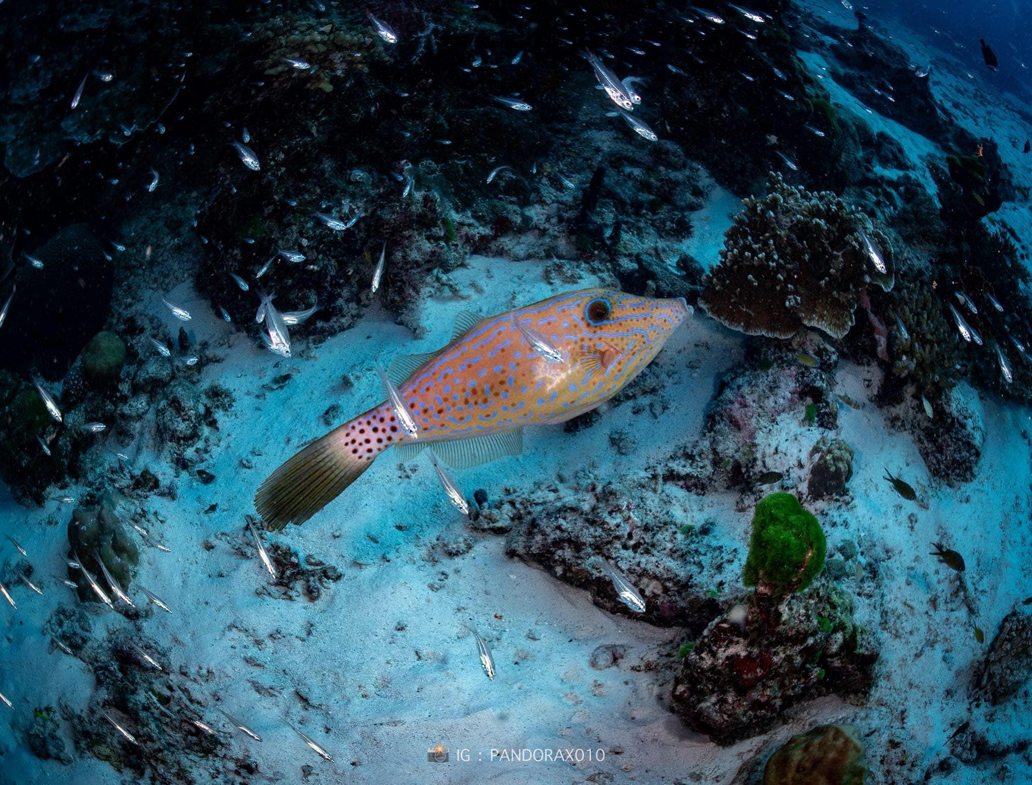 魚類可能出於本能選擇貼近海床,以減少因湍流或海嘯產生被捲走的風險,就如人類地震時「趴下、掩護、穩住」的避難動作。(FB)
