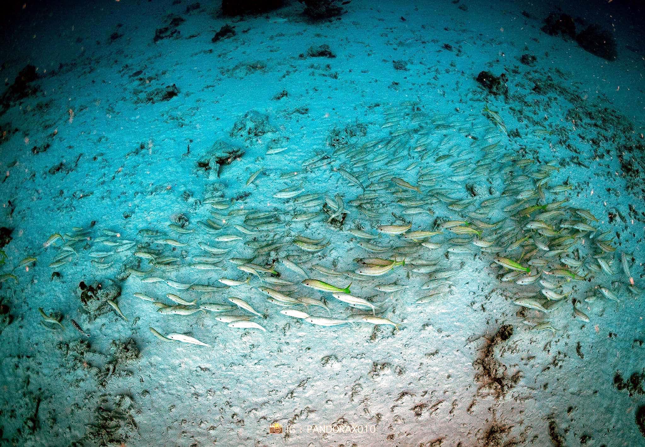 魚群突然停下原本在水層中游動的活動,紛紛貼近海床靜止不動,宛如集體「躺平」避難。(FB)