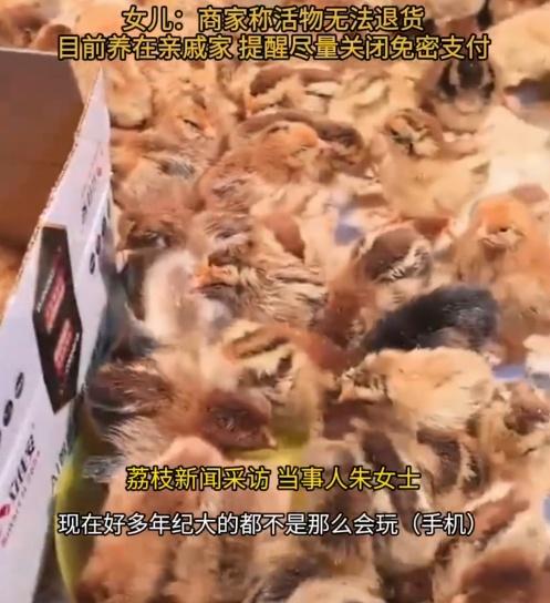 老翁只好連忙在親戚家搭建雞舍,收留這些小雞。(微博)