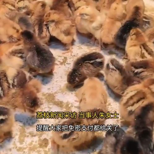 老翁只好連忙在親戚家搭建雞舍,收留這些小雞。(微博)