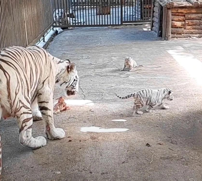 一隻住在園區近8年的雌性白虎早前誕下4隻小白虎。(X)