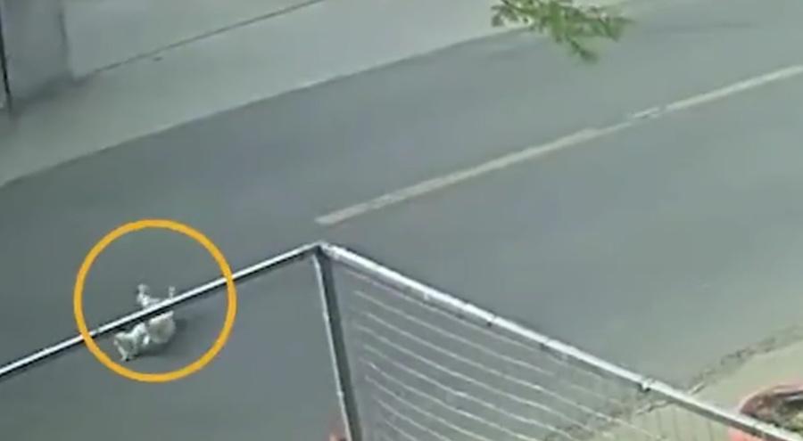 寵物狗在路上慘被車撞,受傷倒地。(微博)