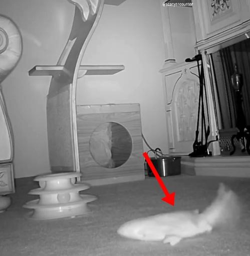 房內空無一人,擺在地上的電動魚玩具竟自行震動,旁邊的玩具的球也如被撥動了一下。(IG)