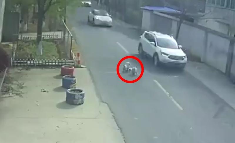 2隻陌生流浪狗,不但冒險闖入車流中穿梭。(微博)