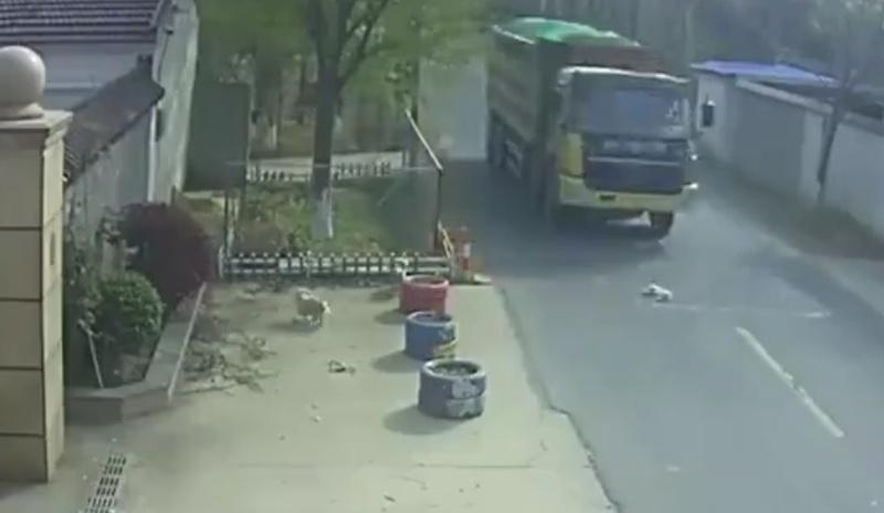 有貨車直接駛過,幸未有被輾過受傷狗狗。(微博)