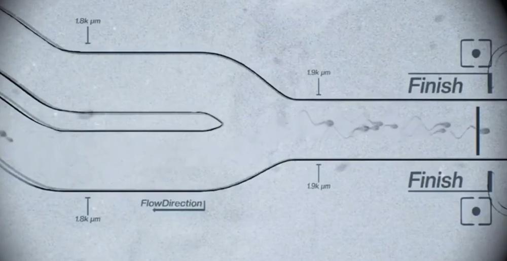 精子衝過終點一刻。(X)